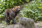 standing Bush Dog