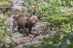 Bush Dogs