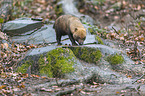 standing Bush Dog