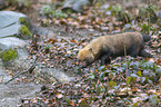 walking Bush Dog