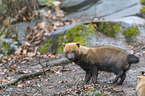 walking Bush Dog