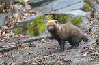standing Bush Dog