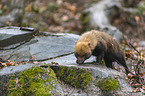 walking Bush Dog