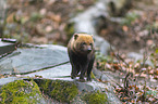 walkig Bush Dog