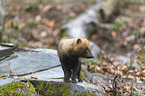standing Bush Dog