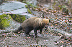 walking Bush Dog