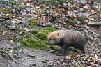walking Bush Dog