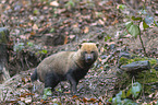 walking Bush Dog
