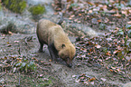 walking Bush Dog