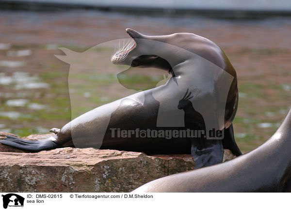sea lion / DMS-02615
