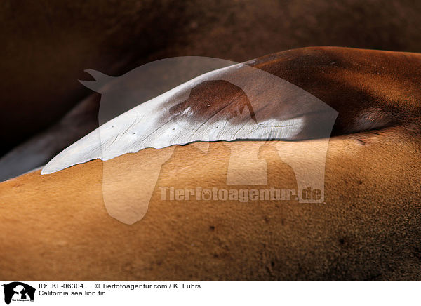 California sea lion fin / KL-06304