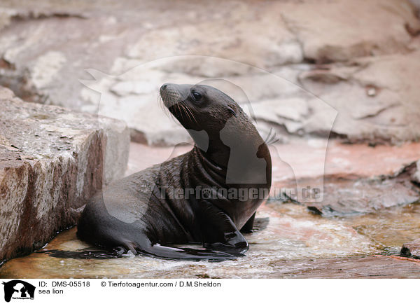 sea lion / DMS-05518