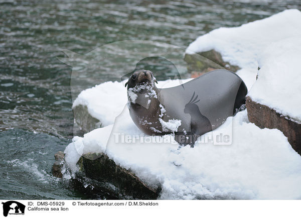 California sea lion / DMS-05929