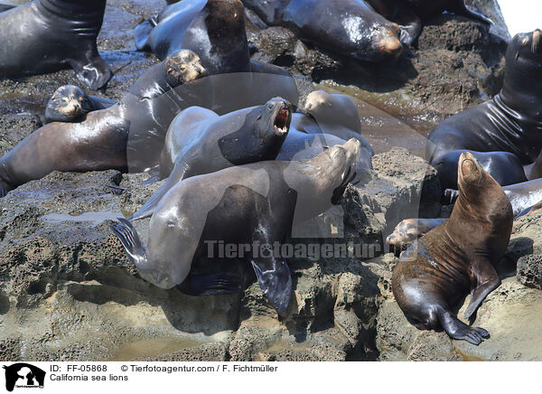 Kalifornische Seelwen / California sea lions / FF-05868