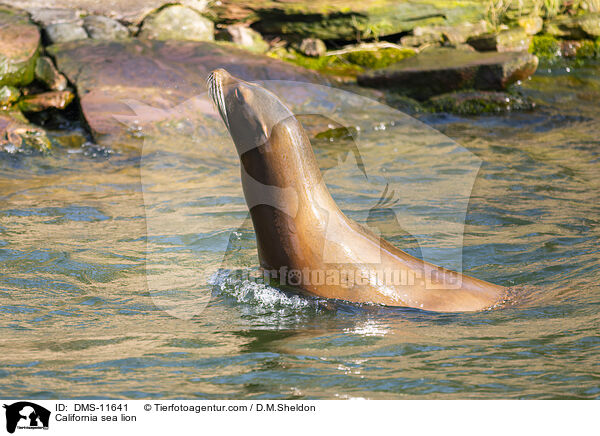 Kalifornischer Seelwe / California sea lion / DMS-11641