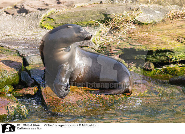 Kalifornischer Seelwe / California sea lion / DMS-11644