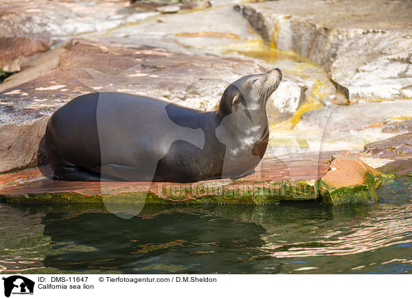 Kalifornischer Seelwe / California sea lion / DMS-11647