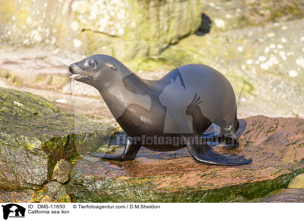 Kalifornischer Seelwe / California sea lion / DMS-11650