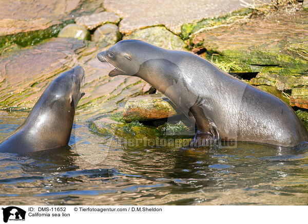 Kalifornischer Seelwe / California sea lion / DMS-11652