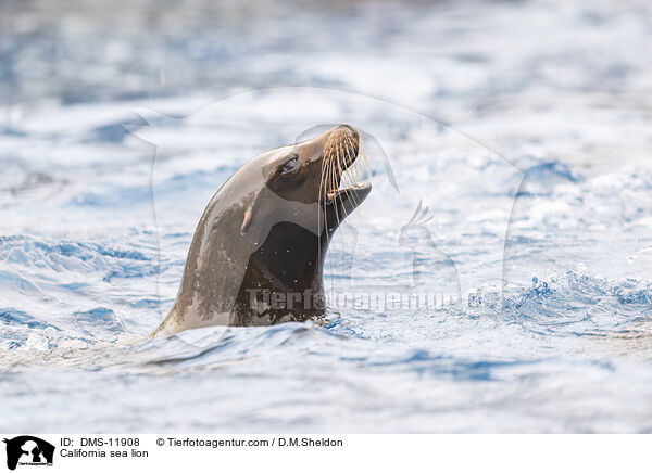 Kalifornischer Seelwe / California sea lion / DMS-11908