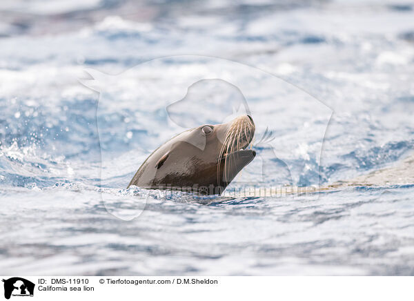 Kalifornischer Seelwe / California sea lion / DMS-11910