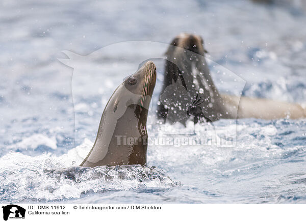 Kalifornischer Seelwe / California sea lion / DMS-11912