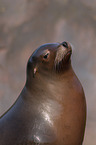 California sea lion