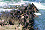 California sea lions