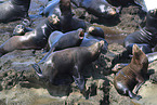 California sea lions