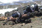 California sea lions