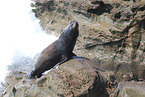 California sea lion
