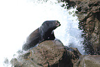 California sea lion