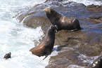 California sea lions