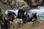 California sea lions