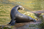 California sea lion