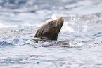 California sea lion