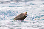 California sea lion