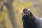 California sea lion