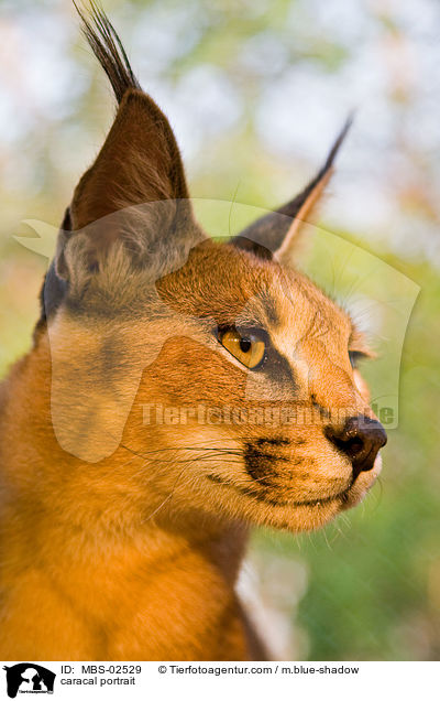 caracal portrait / MBS-02529
