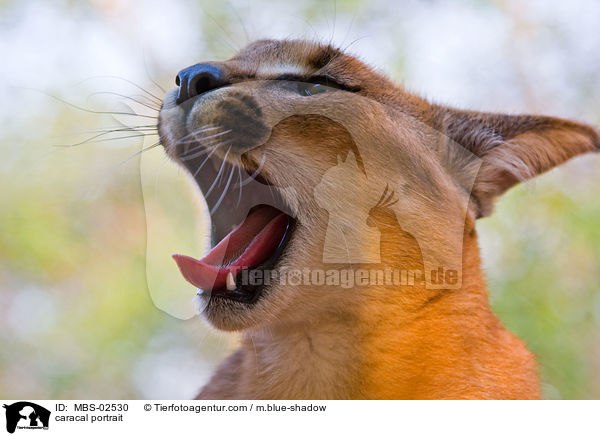 Karakal Portrait / caracal portrait / MBS-02530