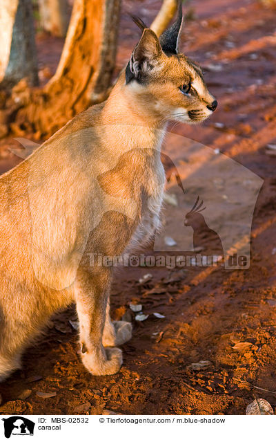 caracal / MBS-02532