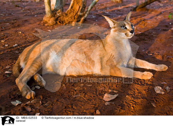 Karakal / caracal / MBS-02533
