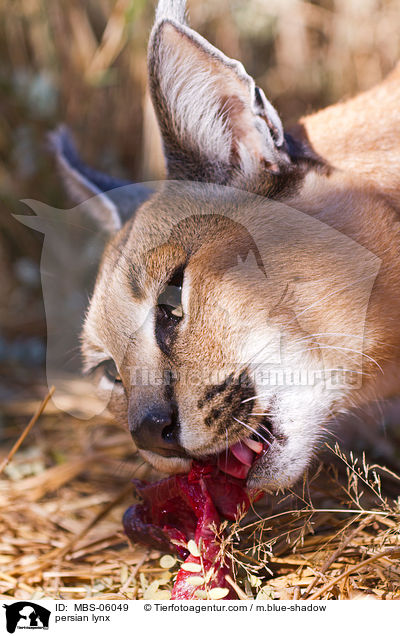 Karakal / persian lynx / MBS-06049