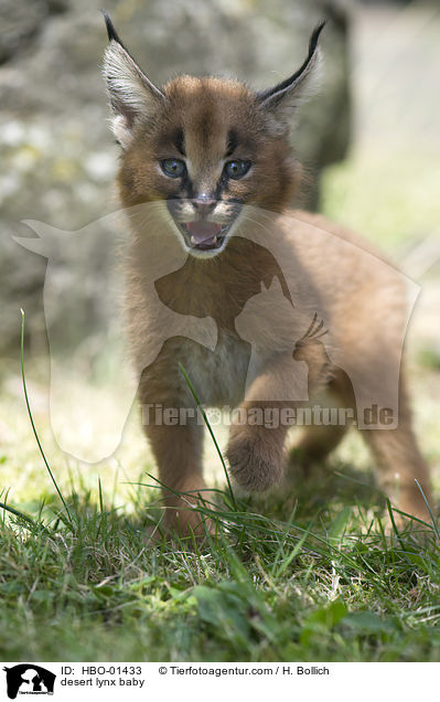 Karakal Baby / desert lynx baby / HBO-01433