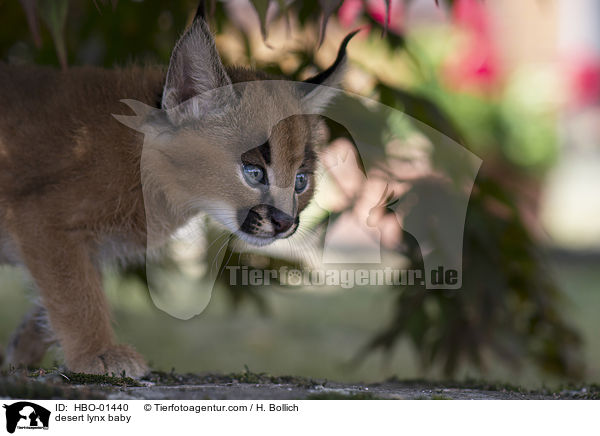 Karakal Baby / desert lynx baby / HBO-01440
