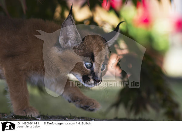 Karakal Baby / desert lynx baby / HBO-01441