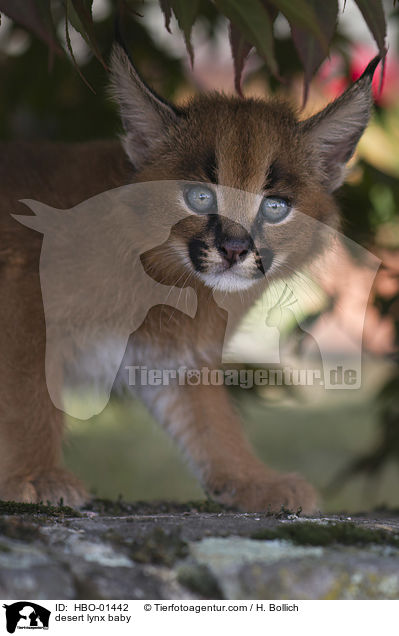 Karakal Baby / desert lynx baby / HBO-01442