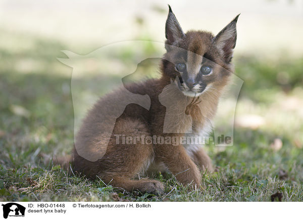 Karakal Baby / desert lynx baby / HBO-01448