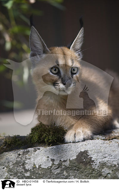 Karakal / desert lynx / HBO-01458