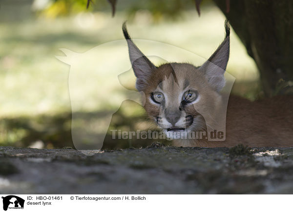 Karakal / desert lynx / HBO-01461